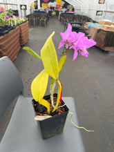 Load image into Gallery viewer, C. Labiata purpúrea striata ‘Finesse’, original division in spike

