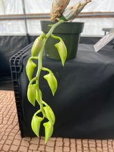 Load image into Gallery viewer, Catasetum pileatum var Imperialis ‘Pierre Couret’ x Snow white’
