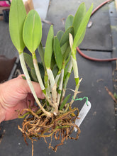 Load image into Gallery viewer, Cattleya Loddigesii rubra x trilabelo
