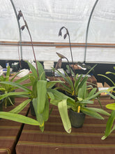 Load image into Gallery viewer, Paphiopedilum Hung Sheng Cape ( stonei x anitum)

