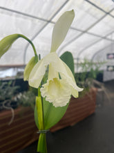 Load image into Gallery viewer, Cattleya (C.) jenmanii alba x sib in spike with three flowers
