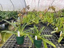 Load image into Gallery viewer, MSH193 Paphiopedilum Isabel Booth ( philippinense x Lady Isabel)
