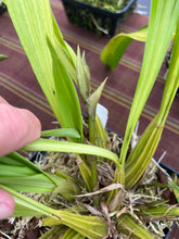 Load image into Gallery viewer, Coryanthes elegantinum  2 spikes ,

