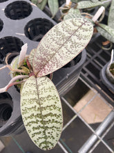 Load image into Gallery viewer, Phalaenopsis schilleriana ‘silver leaf with defined spots’, one of a kind seedling
