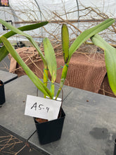 Load image into Gallery viewer, A-5 Cattleya tenebrosa fma .aurea ‘ Walton Grange ‘ FCC xself , in sheath or buds
