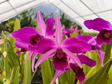 Load image into Gallery viewer, Cattleya purpurata 24plant package  special
