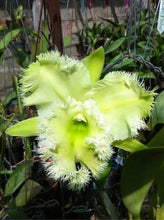 Load image into Gallery viewer, Compot : Rlc . Golf Green ‘Hair pig ‘
