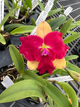 Load image into Gallery viewer, Mini cattleya 12 plant  Special deal package
