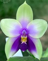 Phalaenopsis bellina coerulea