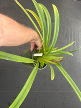 Load image into Gallery viewer, Paphiopedilum Woessner Black Wings
