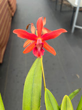 Load image into Gallery viewer, Laelia Zip ( L.milleri ‘Big Red’ x C . tenebrosa )
