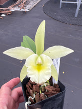 Load image into Gallery viewer, Mini cattleya 12 plant  memorial day super special package
