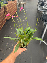 Load image into Gallery viewer, Masdevallia Cheryl Shohan’ Sweet sister ‘
