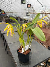 Load image into Gallery viewer, A4- Cattleya tenebrosa fma aurea ‘Walton Grange ‘ FCC x self
