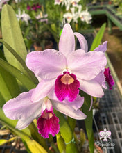 Load image into Gallery viewer, Cattleya purpurata fma carnea ‘Yasmin’ x self
