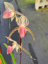 Load image into Gallery viewer, A4- Paph . Lady Isobel SH1786
