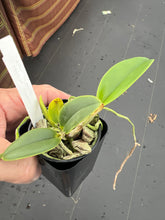 Load image into Gallery viewer, C . violacea s/a flamea x sib !!!
