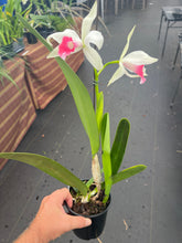 Load image into Gallery viewer, Cattleya (C.) purpurata fma carnea ‘ Red Robin ‘ , select red lip
