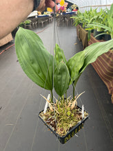 Load image into Gallery viewer, Stanhopea Bird of Prey - beautiful baskets
