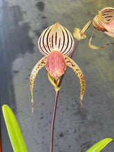 Load image into Gallery viewer, A9- Paph . Lady Isobel SH1741
