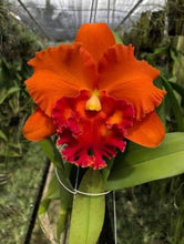 Load image into Gallery viewer, 100 x Cattleya clones - 15varieties

