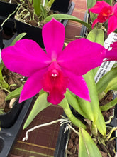 Load image into Gallery viewer, Rlc . Rubescent Doll x Slc . Virginia Dickey
