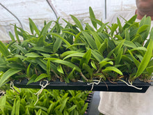 Load image into Gallery viewer, Rlc . Link in Love ‘Chester ‘, plug tray 72
