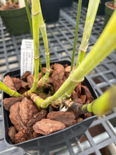 Load image into Gallery viewer, Cattleya (C.) tenebrosa aurea ‘Walton Grange ‘ FCC x self , select division large plant.

