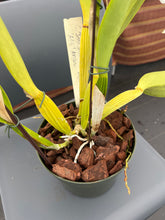 Load image into Gallery viewer, Cattleya (C.) Biw Bells ‘Alii’ AM /AOS , originally. Division virus free
