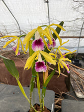 Load image into Gallery viewer, A3- Cattleya tenebrosa fma.aurea ‘Walton Grange ‘ FCC x self

