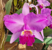 Load image into Gallery viewer, C. Lueddemanniana ‘Jewel box 5592’ x Brazilian Beaux3735’, seedling of best quality
