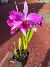 Load image into Gallery viewer, C . purpurata flamea ‘Fire Storm ‘, back bulb division in bloom , superb , select
