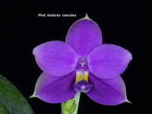 Load image into Gallery viewer, 167- Phalaenopsis violácea Índigo x sib , seedling
