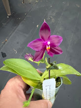 Load image into Gallery viewer, Select seedling :Phalaenopsis Yaphon super Jaguar x Yaphon super Jaguar x Samera x Yaphon super Jaguar x ( Yaphon super Jaguar x Samera )
