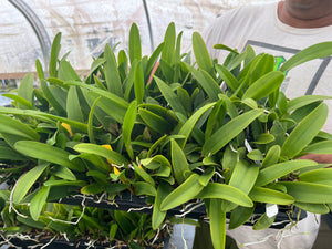 Rlc . Hey Song ‘Siam Thunder ‘ , plug tray 72