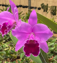 Load image into Gallery viewer, Cattleya labiata rubra ‘Itabacu ‘ x sib . ‘Borboleta’
