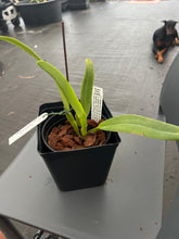 Load image into Gallery viewer, Cattleya labiata s/a ‘Devaneio ‘ x Rosana’, seedlings of incredible new breeding line
