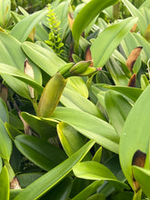 Load image into Gallery viewer, Rlc . Siam Magic ‘#2’, blooming size 4 inch

