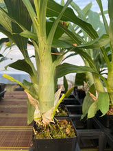 Load image into Gallery viewer, Ctsm . Semicirculatum x sib .
