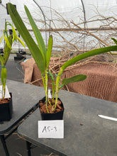 Load image into Gallery viewer, A-5 Cattleya tenebrosa fma .aurea ‘ Walton Grange ‘ FCC xself , in sheath or buds
