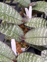 Load image into Gallery viewer, Phalaenopsis schilleriana ‘YL42’ meristem / clone with gorgeous foliage
