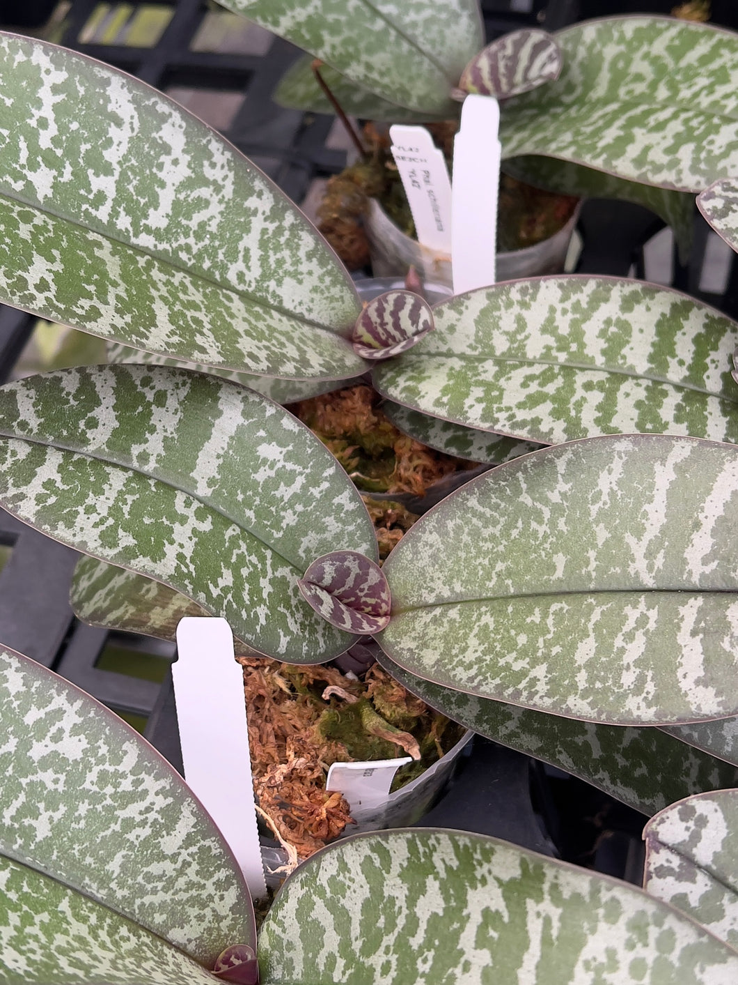 Phalaenopsis schilleriana ‘YL42’ meristem / clone with gorgeous foliage