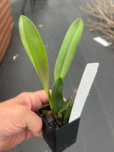 Load image into Gallery viewer, Cattleya Zip ( tenebrosa x milleri ) awesome
