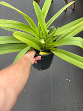 Load image into Gallery viewer, Paphiopedilum Prince Edward of York ( Roth . ‘Crown ‘ x sanderianum )
