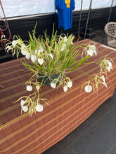 Load image into Gallery viewer, Brassavola nodosa ‘Shogun ‘s Titan ‘ AM x sib . ‘Titan ‘s sister ‘, seedlings of incredible quality , awards are in the horizon
