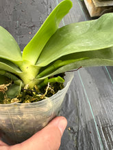 Load image into Gallery viewer, Phalaenopsis Patti Lee SM/WOC 2021
