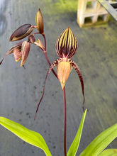 Load image into Gallery viewer, MSH1638 Paphiopedilum Yang Yi Apple x Lady Isabel

