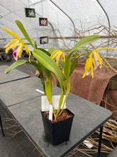 Load image into Gallery viewer, A4- Cattleya tenebrosa fma aurea ‘Walton Grange ‘ FCC x self
