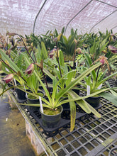 Load image into Gallery viewer, MSH1786 Paphiopedilum Lady Isabel ( rothschildianum x stonei)
