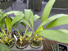 Load image into Gallery viewer, 035- Coryanthes alborosea alba x self , mature plants with healthy foliage , all bloomed already once
